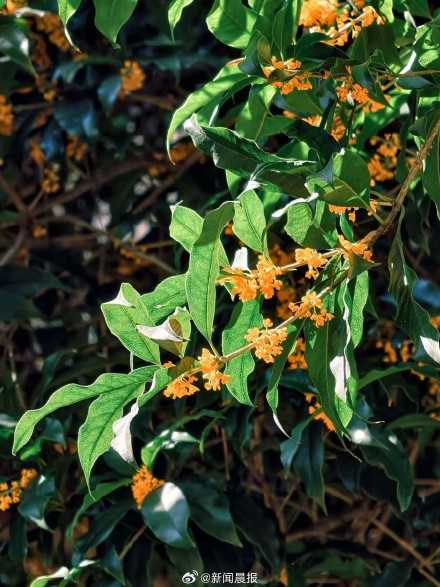 上海满城桂花香，但注意路边的桂花你不要吃 ！
