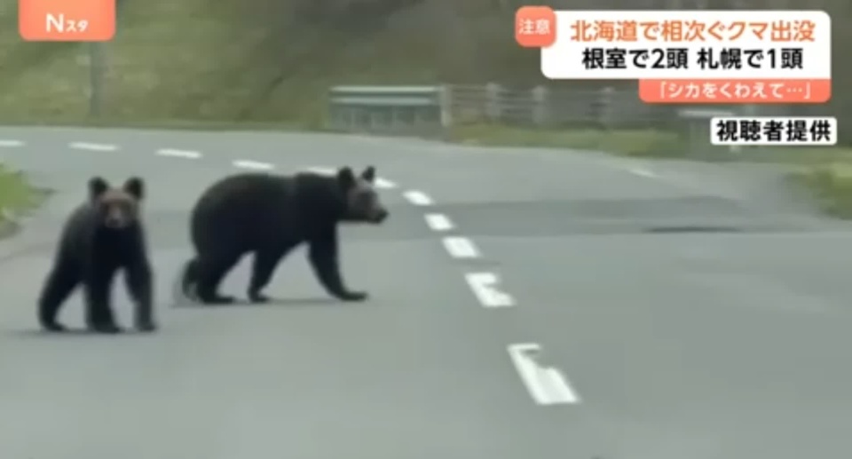 日本熊灾严重,两天内多人遭遇袭击 日本熊灾严重,两天内多人遭遇袭击