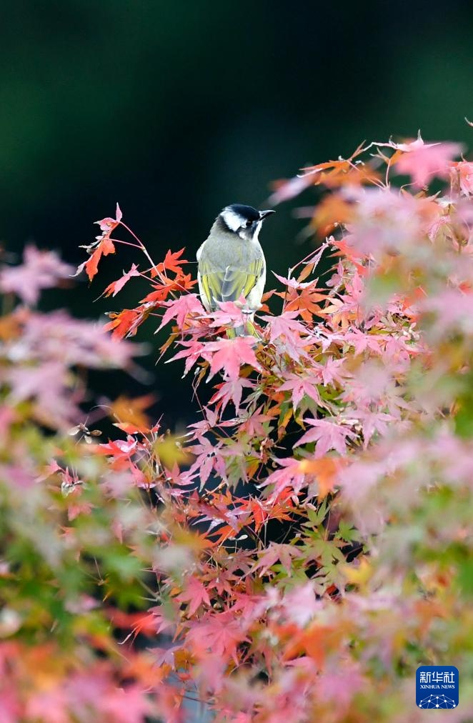 诗意中国丨碧涧流红叶 青林点白云
