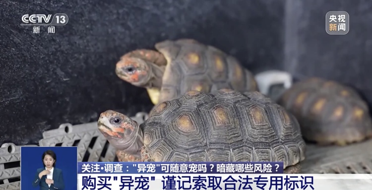 “异宠”不能随意宠!“神奇动物”暗藏哪些风险? “异宠”不能随意宠!“神奇动物”暗藏哪些风险?