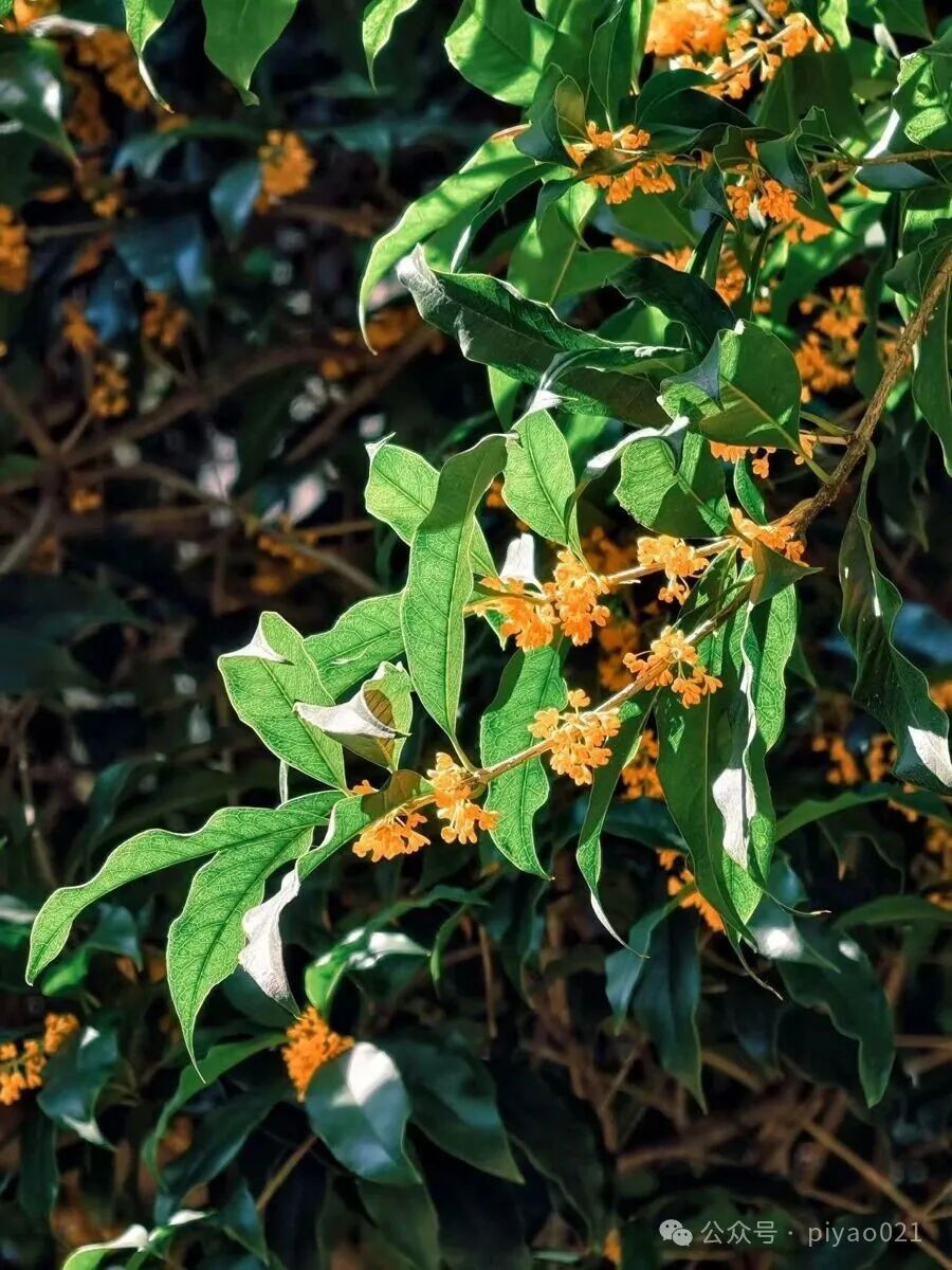 这两天,上海满城都是!千万别乱吃,容易中毒,有人可能还会过敏窒息…… 这两天,上海满城都是!千万别乱吃,容易中毒,有人可能还会过敏窒息……