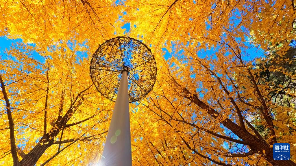 诗意中国丨碧涧流红叶 青林点白云