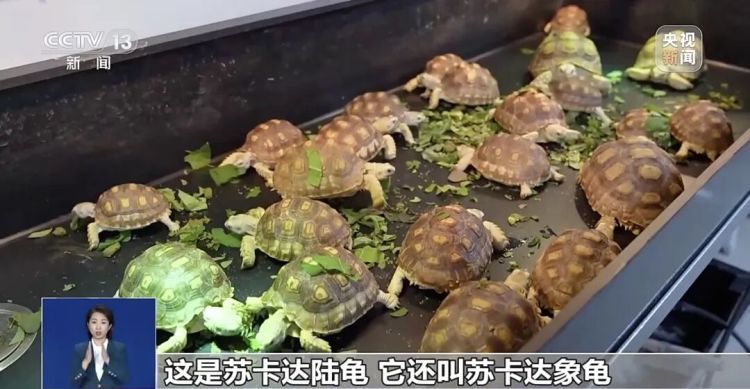 “异宠”不能随意宠!“神奇动物”暗藏哪些风险? “异宠”不能随意宠!“神奇动物”暗藏哪些风险?