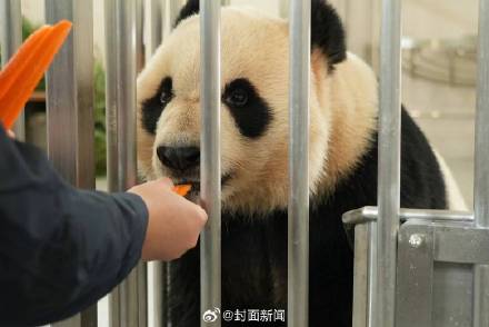13只大熊猫入住四川绵阳基地
