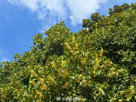 上海满城桂花香，但注意路边的桂花你不要吃 ！