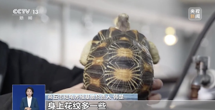 “异宠”不能随意宠!“神奇动物”暗藏哪些风险? “异宠”不能随意宠!“神奇动物”暗藏哪些风险?