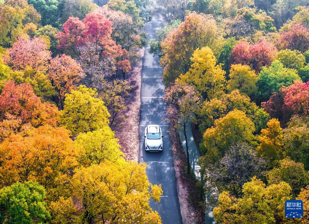 诗意中国丨碧涧流红叶 青林点白云