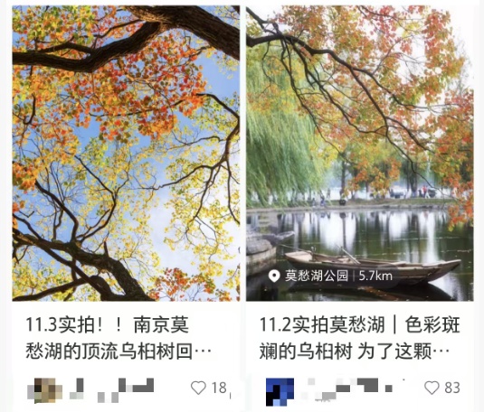南京这棵树，刷屏了