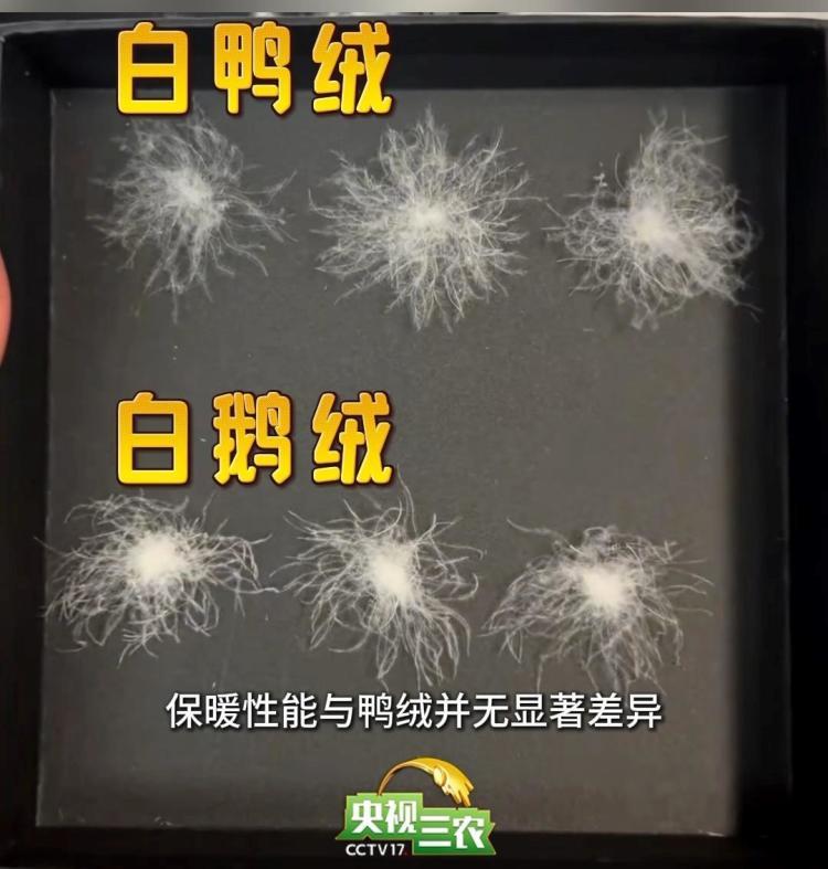 避开“假羽绒”陷阱 这样选购不花冤枉钱