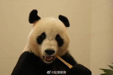 13只大熊猫入住四川绵阳基地