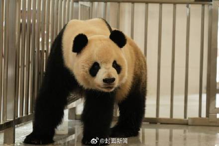 13只大熊猫入住四川绵阳基地