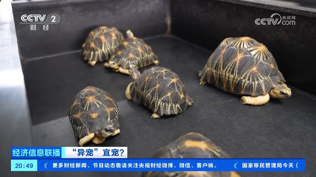 “异宠热”兴起，市场规模近百亿元！记者探访宠物市场→