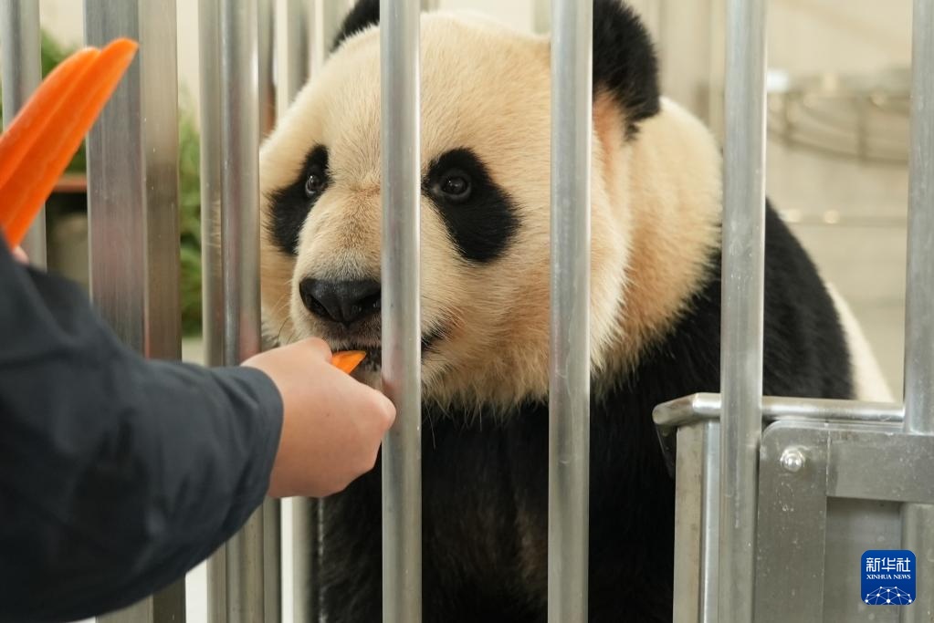 熊猫搬新“家” 我国再添一座大熊猫基地 熊猫搬新“家” 我国再添一座大熊猫基地