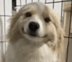 当妈妈做菜时灵机一动……网友：“突然觉得我妈的火龙果包子没那么恐怖了”