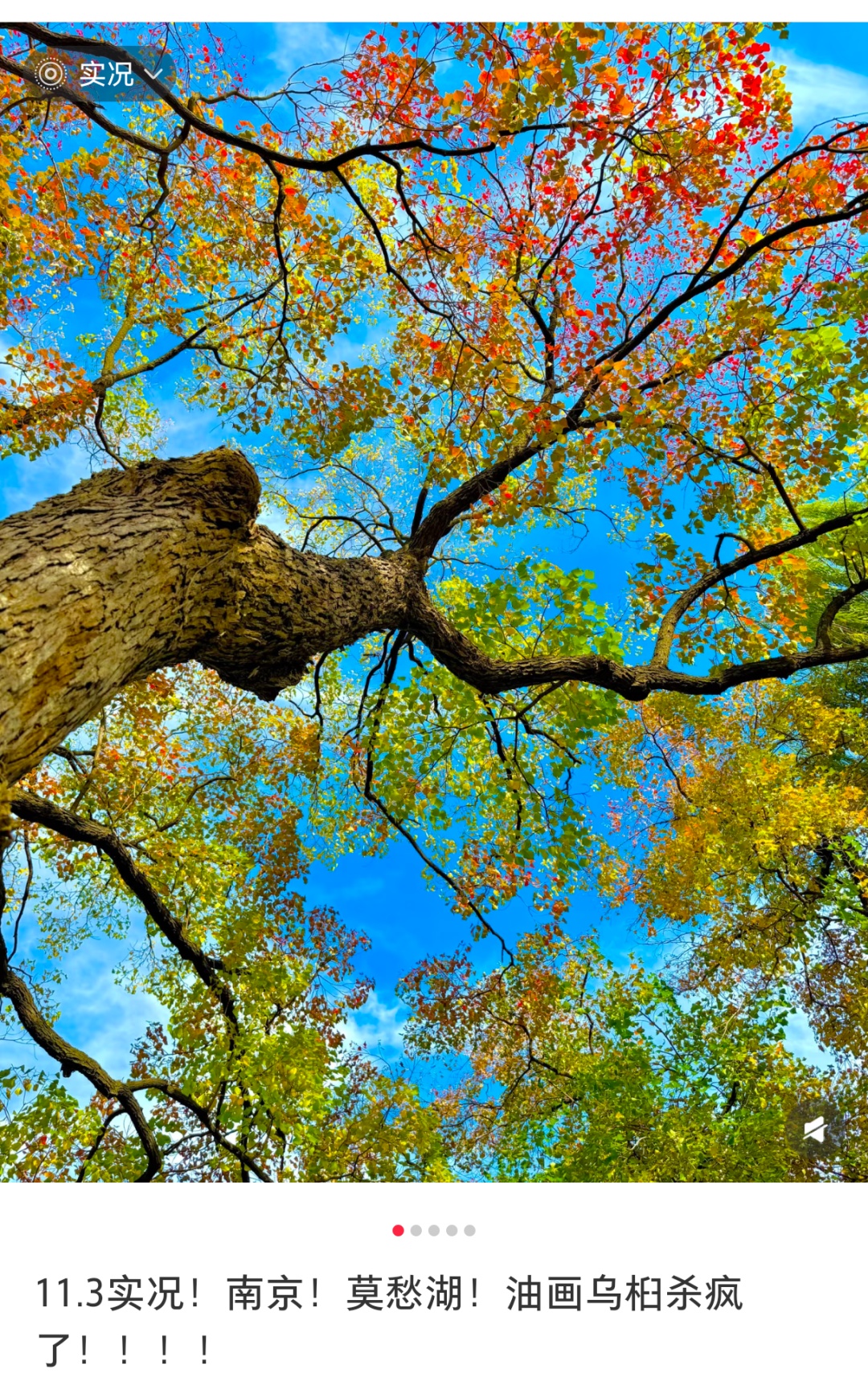 南京这棵树，刷屏了