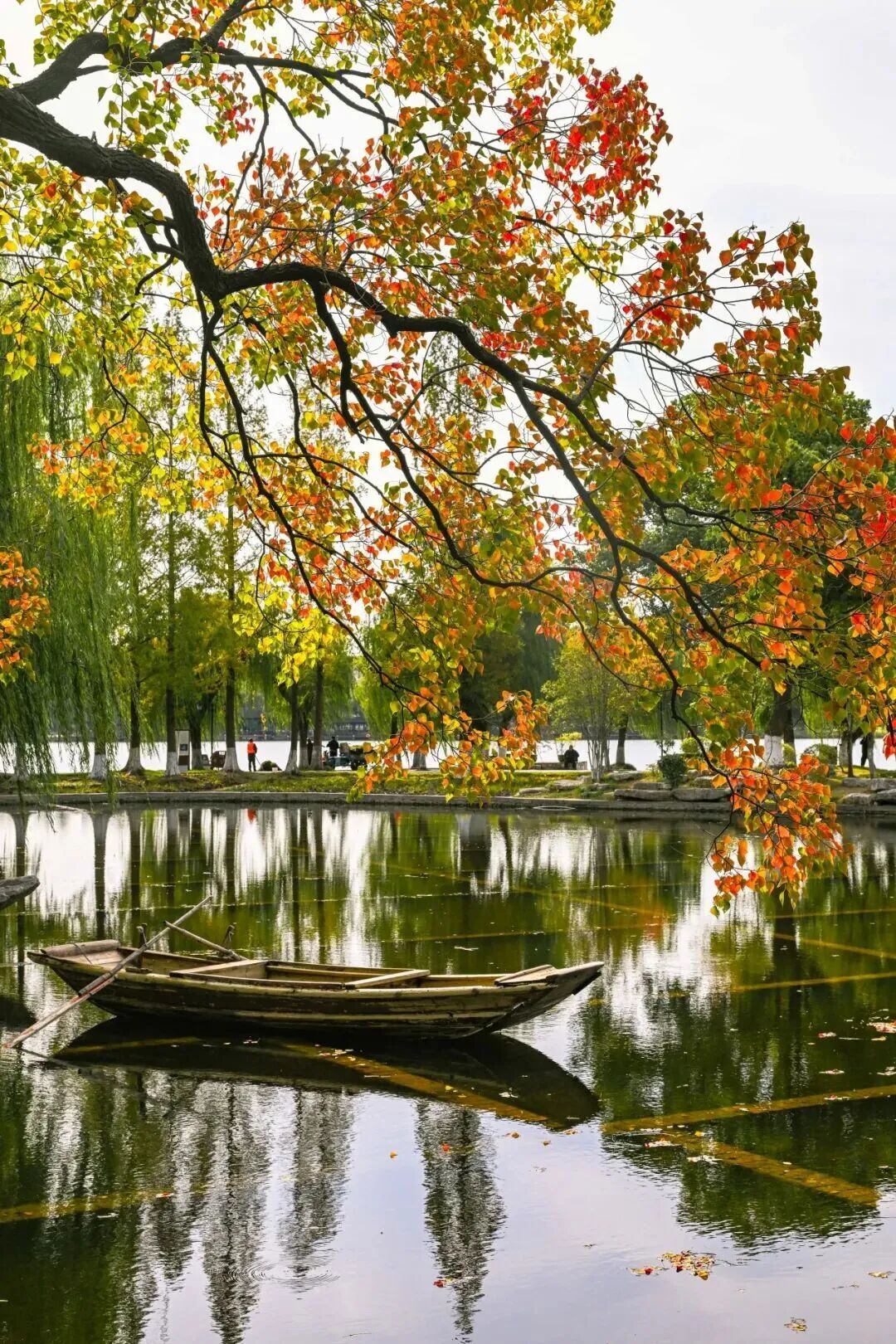 南京这棵树，刷屏了