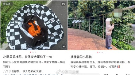 上海满城桂花香，但注意路边的桂花你不要吃 ！