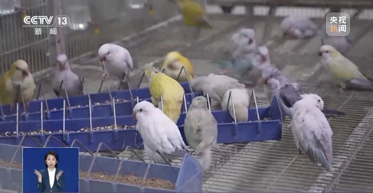 “异宠”不能随意宠!“神奇动物”暗藏哪些风险? “异宠”不能随意宠!“神奇动物”暗藏哪些风险?