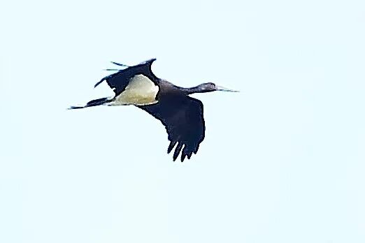 极其罕见!巢湖上空飞过一只 极其罕见!巢湖上空飞过一只