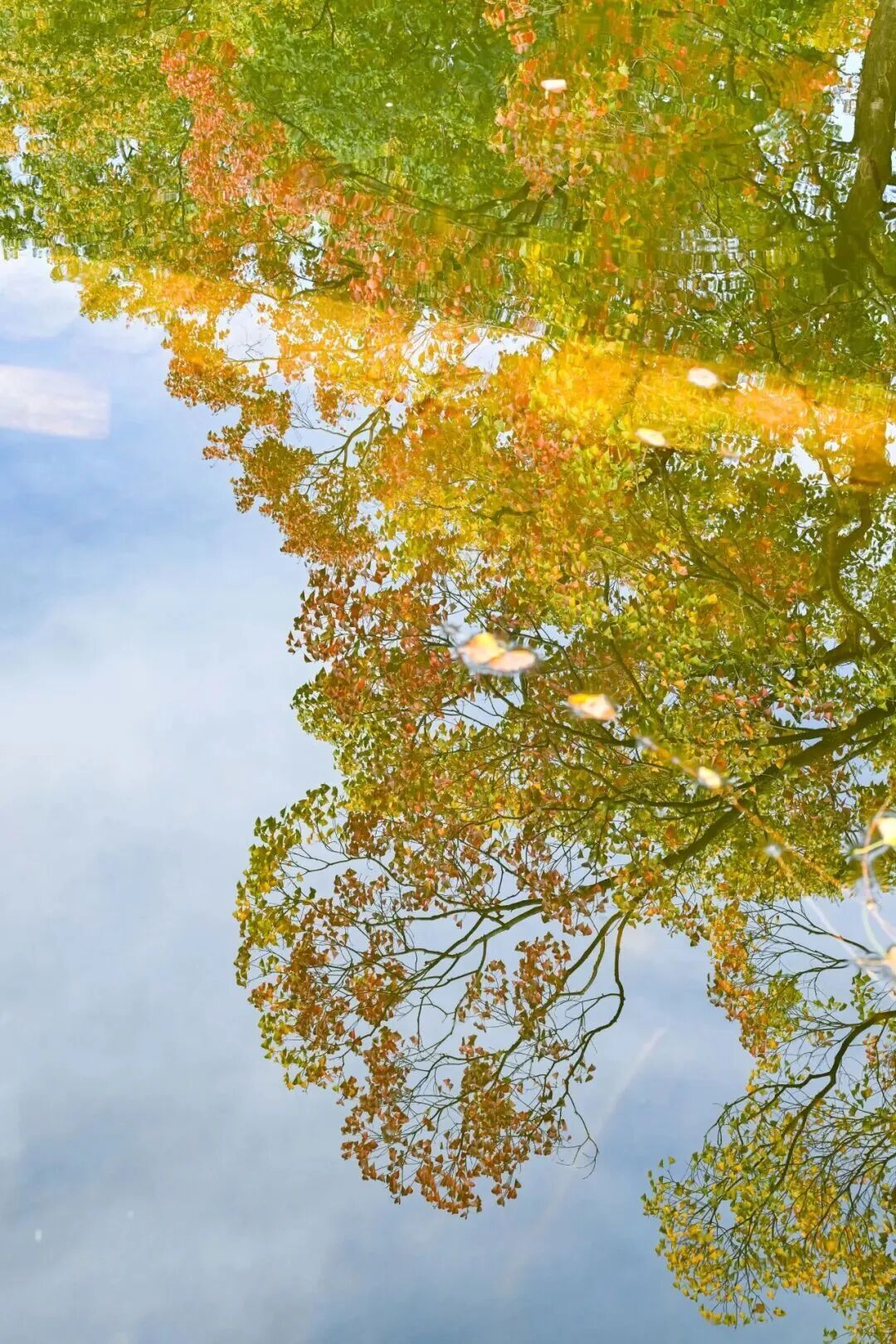 南京这棵树，刷屏了