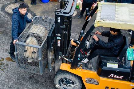 13只大熊猫入住四川绵阳基地