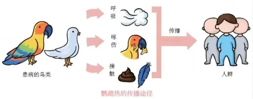 司机在口袋里养鹦鹉半月，开车间隙逗玩，没想到身体出事了！医生提醒：潜伏期最长45天