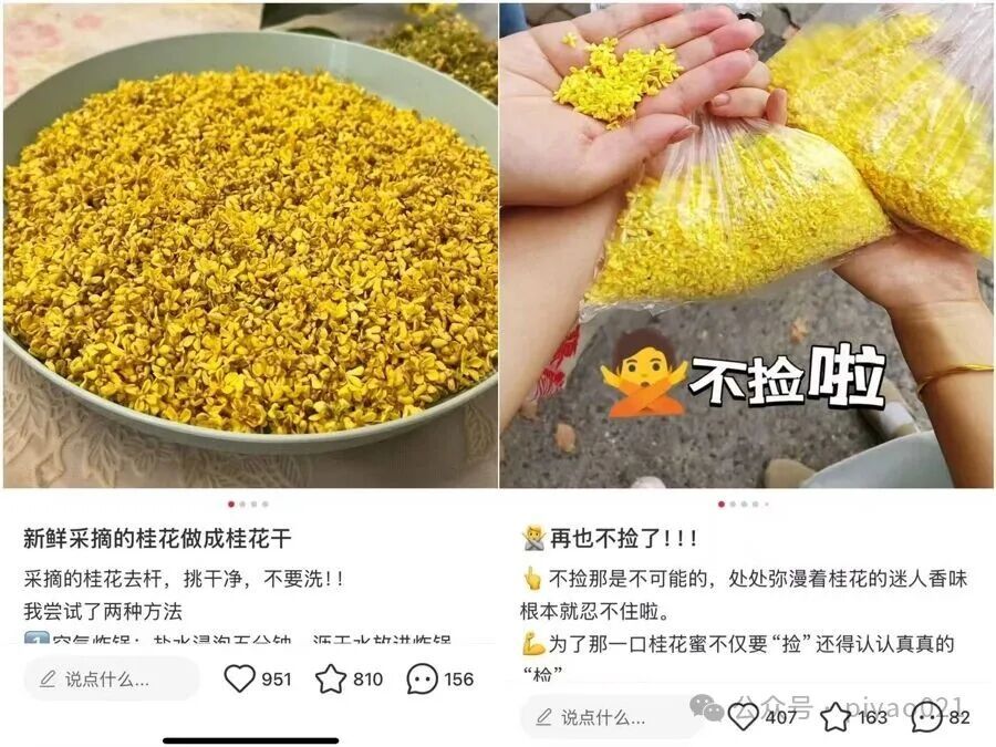 这两天,上海满城都是!千万别乱吃,容易中毒,有人可能还会过敏窒息…… 这两天,上海满城都是!千万别乱吃,容易中毒,有人可能还会过敏窒息……