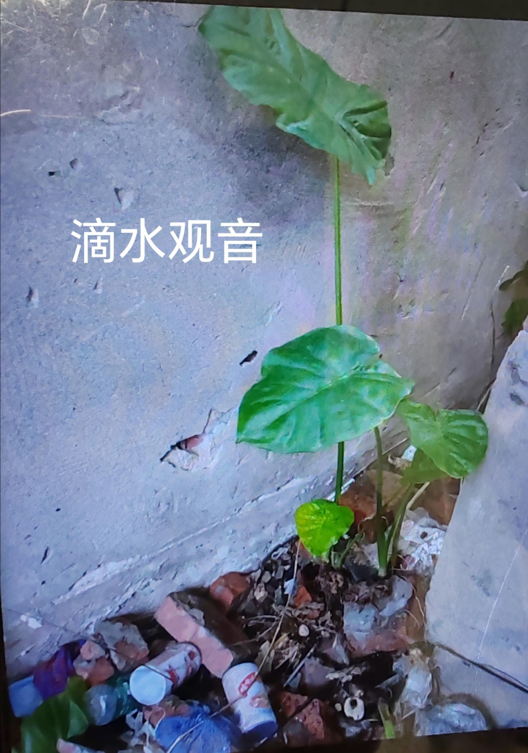 只吃一口就中毒，浙江阿姨被紧急就医！这个“菜”全株有毒，很多人认不清