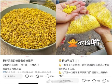 上海满城桂花香，但注意路边的桂花你不要吃 ！