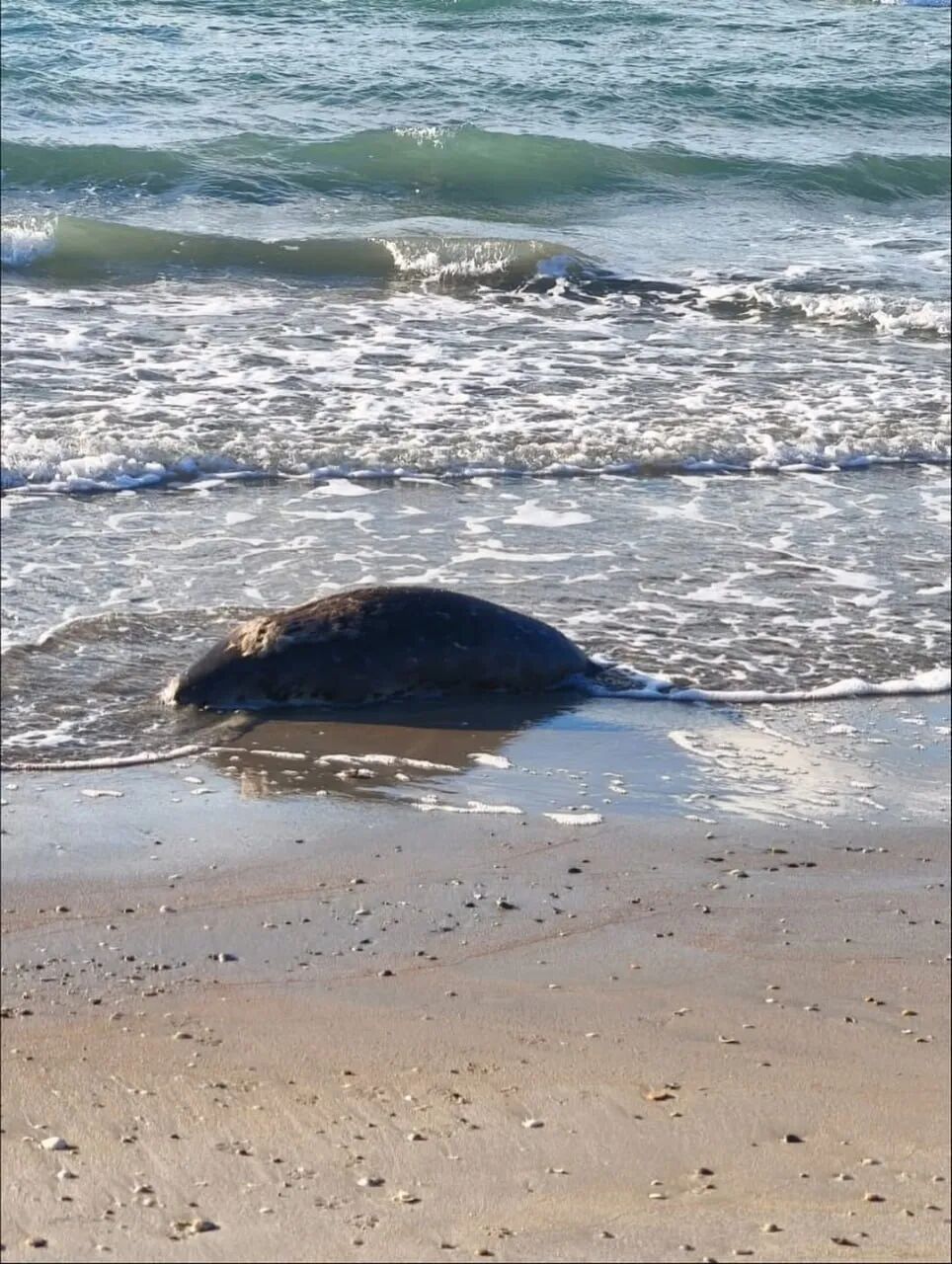 里海海豹大规模死亡，专家已在调查