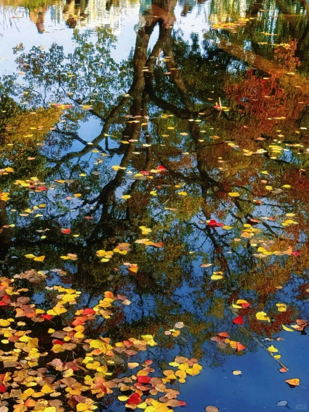 南京这棵树，刷屏了