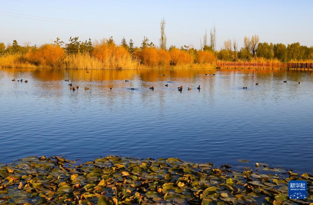 诗意中国丨碧涧流红叶 青林点白云