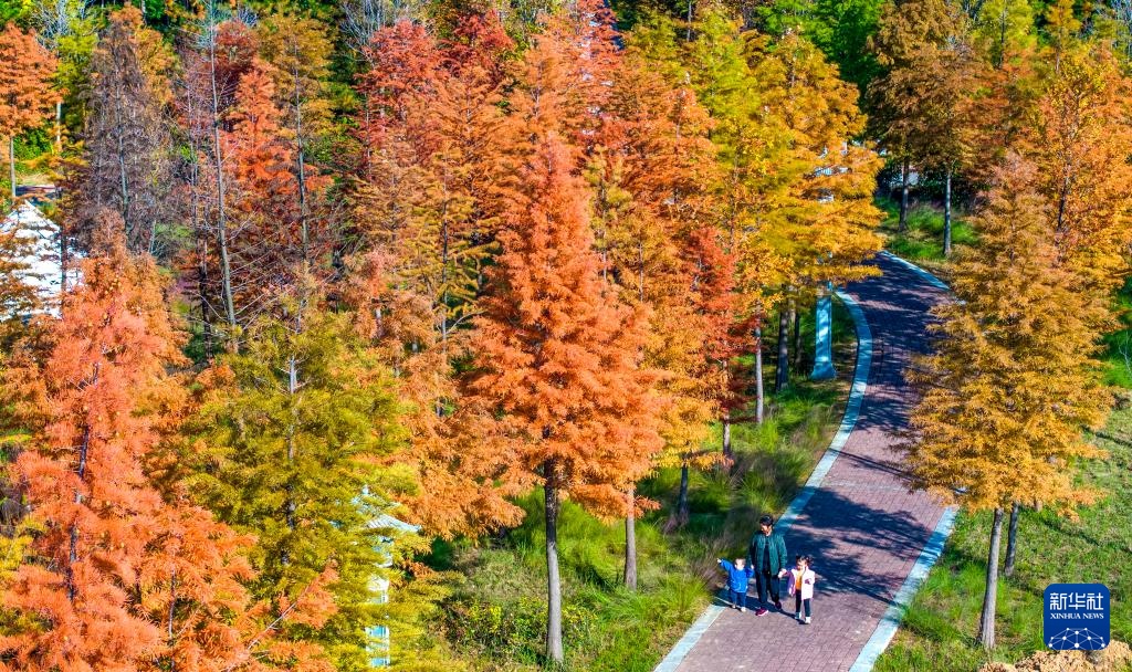 诗意中国丨碧涧流红叶 青林点白云