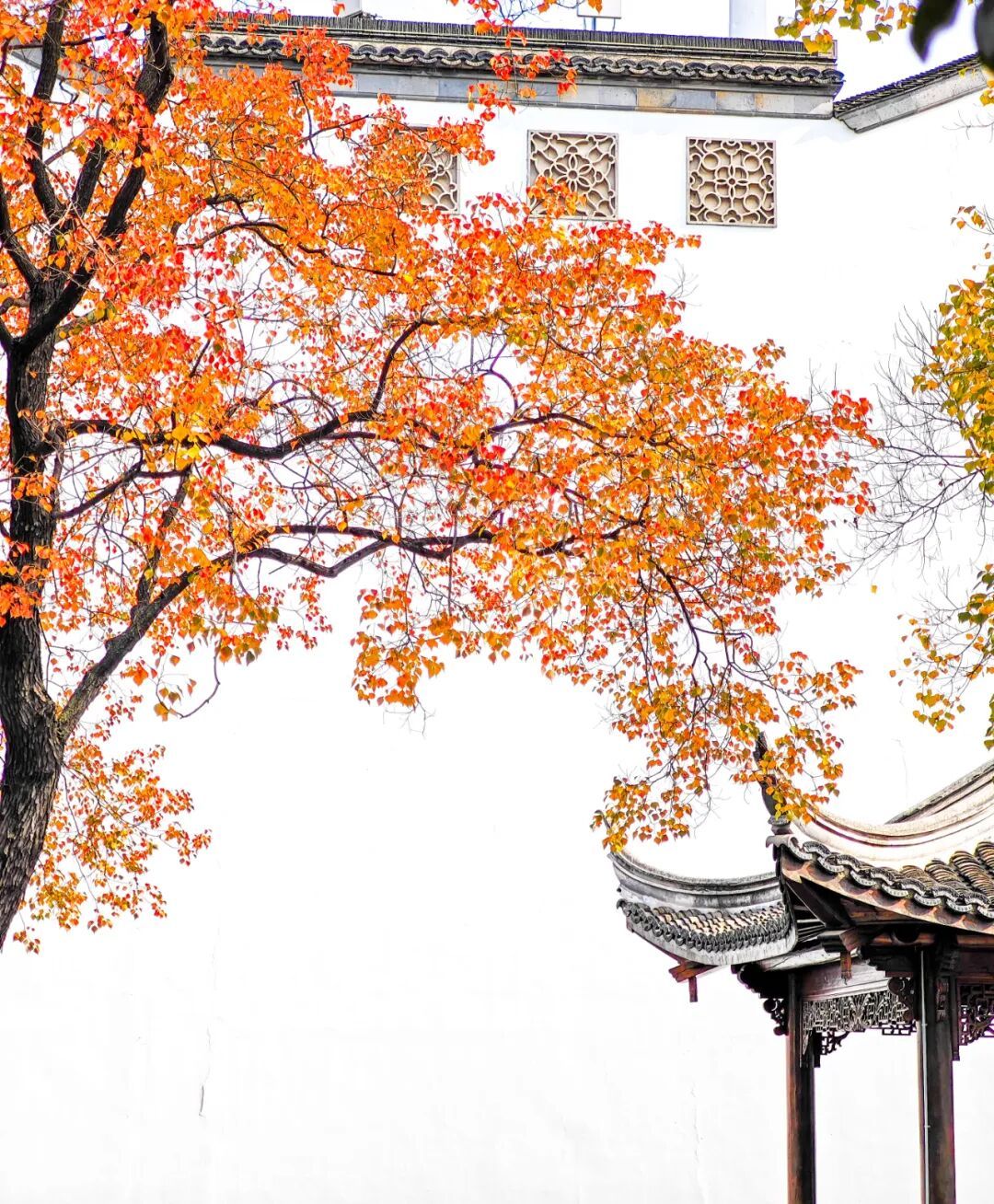 南京这棵树，刷屏了