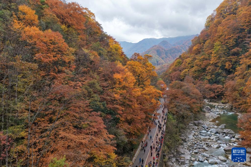 诗意中国丨碧涧流红叶 青林点白云