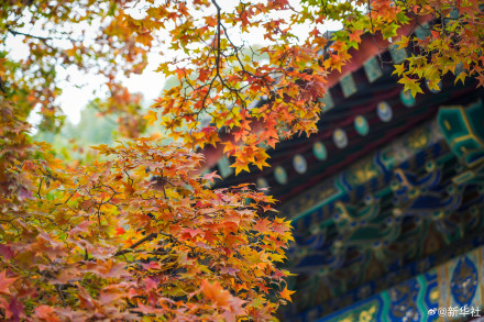 收藏!秋天是写在古都的诗篇 收藏!秋天是写在古都的诗篇
