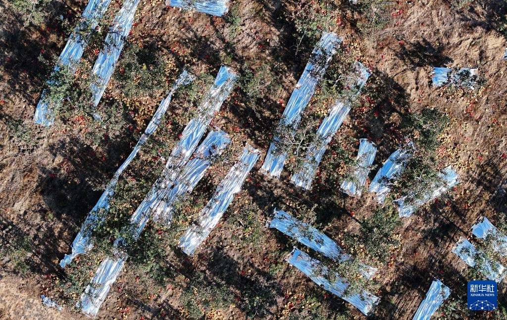 陕西榆林：发展苹果产业“造绿生金”