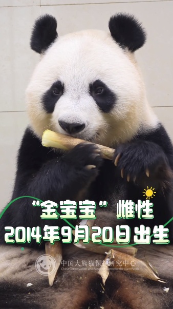 13只大熊猫“乔迁”绵阳！熊猫基地再+1