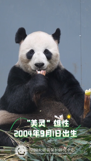 13只大熊猫“乔迁”绵阳！熊猫基地再+1