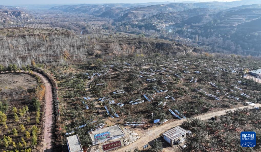 陕西榆林：发展苹果产业“造绿生金”