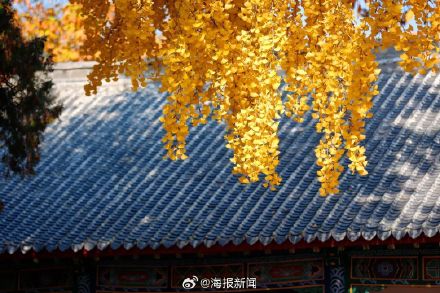 千年莒县银杏树！这一眼惊艳时光，高清大图超治愈