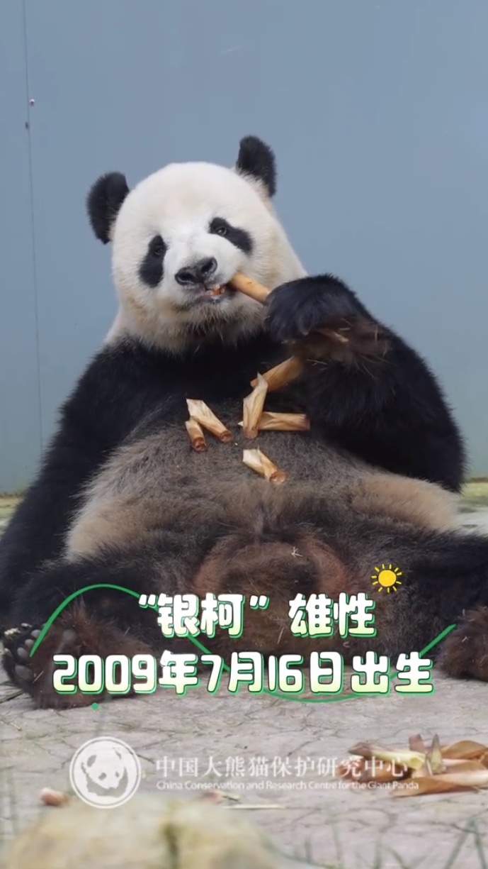 13只大熊猫“乔迁”绵阳！熊猫基地再+1