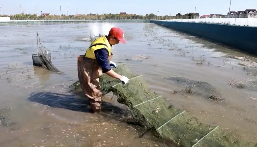 上海人期待的“顶流”美味，最佳赏味期还要再等等！为何今年这么晚→