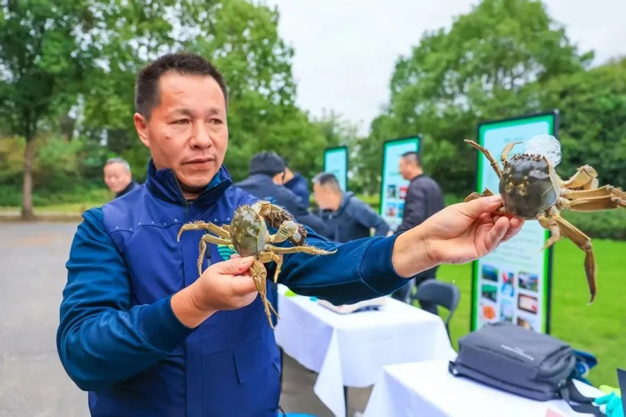 上海人期待的“顶流”美味，最佳赏味期还要再等等！为何今年这么晚→