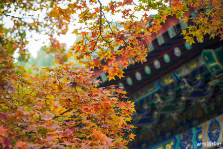 收藏秋日!秋天是写在古都的诗篇 收藏秋日!秋天是写在古都的诗篇