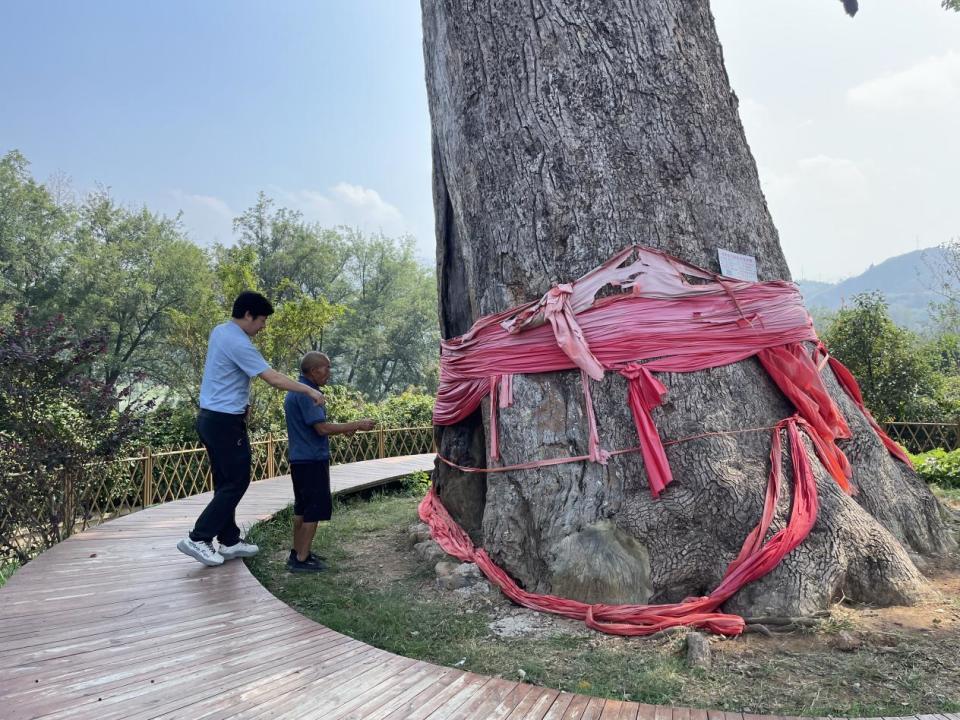 张家界澧水河畔一棵古樟树树龄已超1200年，湖南罕见