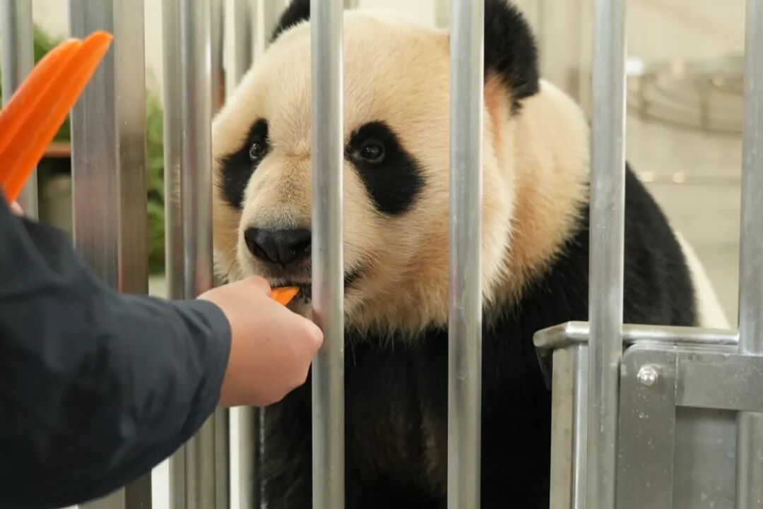 大熊猫搬家！网友：什么时候能去暖房？