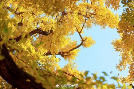 千年莒县银杏树！这一眼惊艳时光，高清大图超治愈