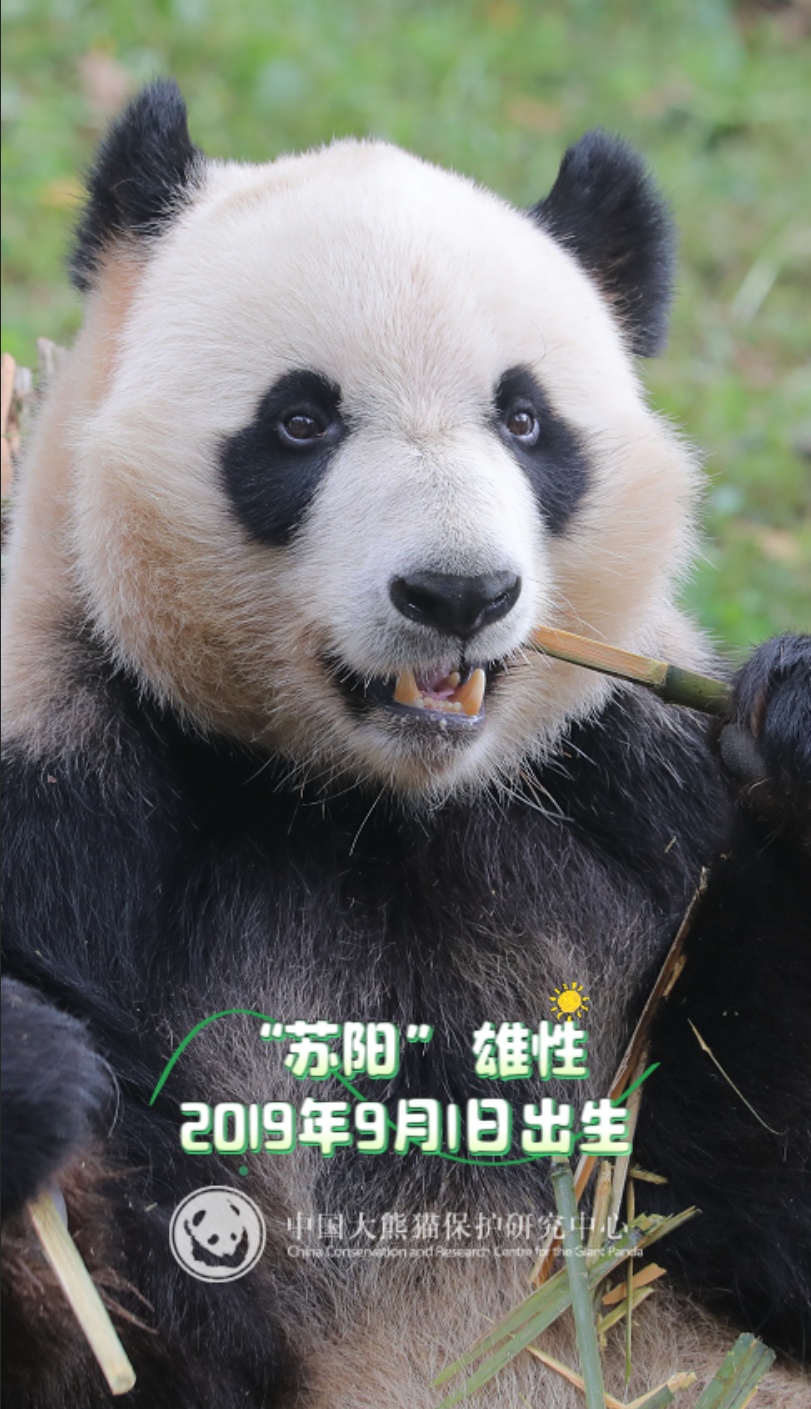 13只大熊猫“乔迁”绵阳！熊猫基地再+1