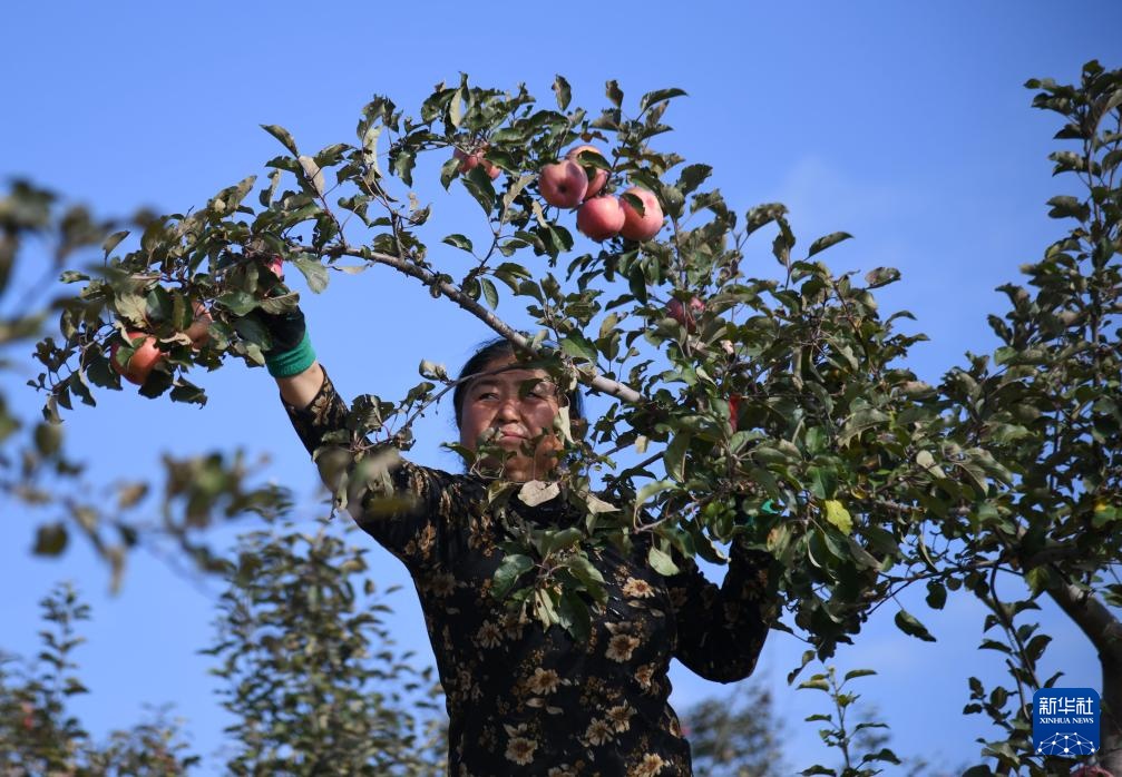陕西榆林：发展苹果产业“造绿生金”